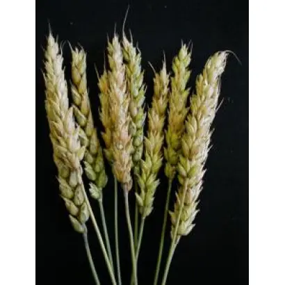 Salamus / Саламус