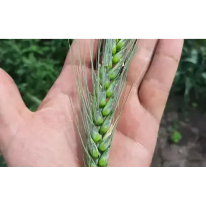 Saratus / Саратус