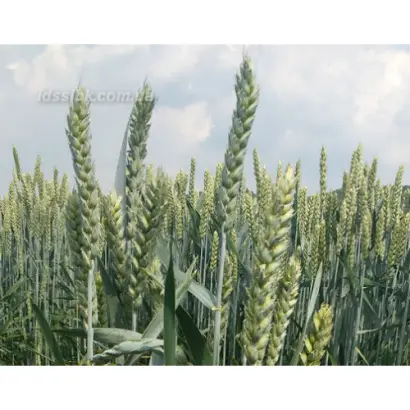 Світанкова