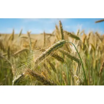 Серпанок київський