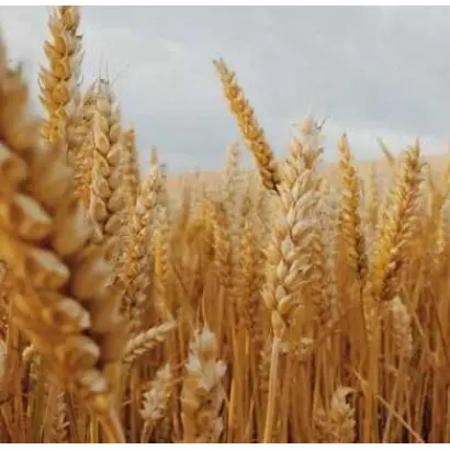 Simonida / Сімоніда