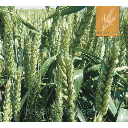 Skagen / Скаген