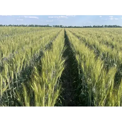 Слава Унави