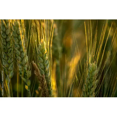 SOESKI / СОЕСКІ