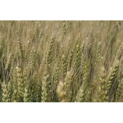 SOMTUOSO CS / СОМТЮОЗО КС