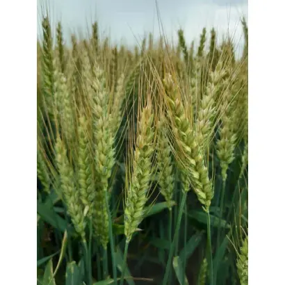 SONATINE CS / СОНАТІН КС