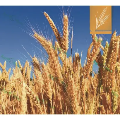 Спадщина одеська