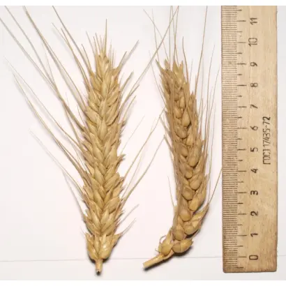 Cтатна / Статна