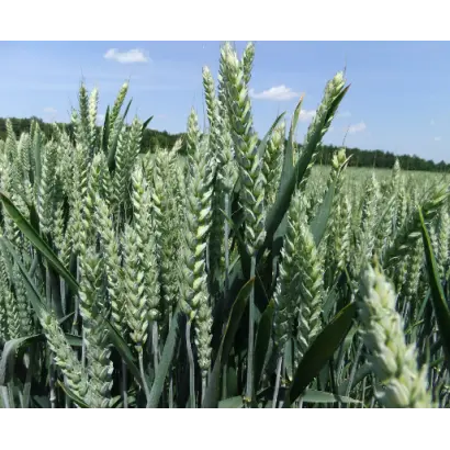 Stromboli / Стромболі