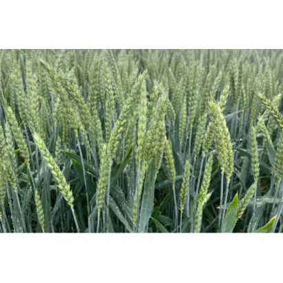 SU Mangold / СУ Манголд