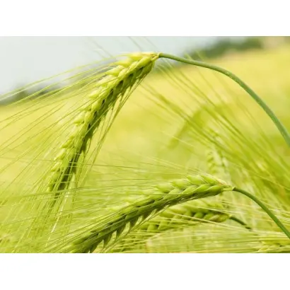 Tacitus / Тацітус