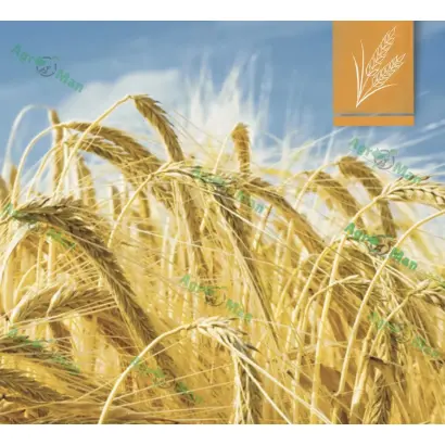 Терейя Одеська