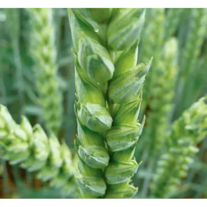 Tika Taka / Тіка Така