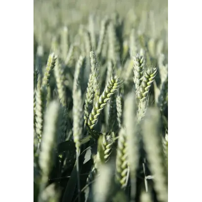 Tonnage / Тоннаж