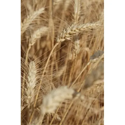 Trublion / Трубліон