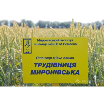 Трудівниця миронівська