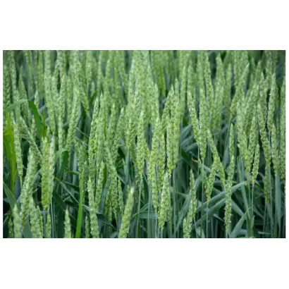 Turandot / Турандот