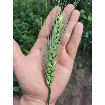 TURANUS / ТУРАНУС