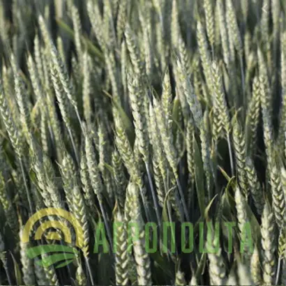 Faunus / Фаунус