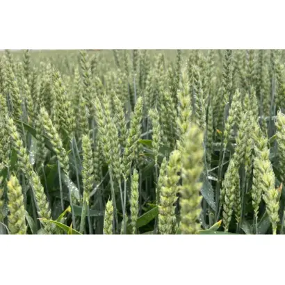 FAUSTUS / ФАУСТУС