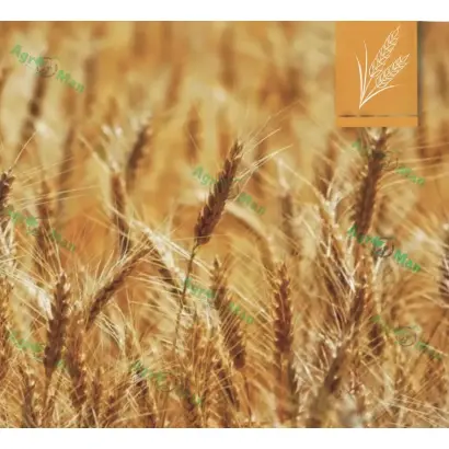 Frisky / Фріскі