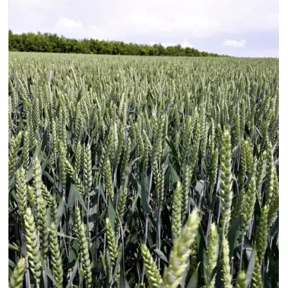 Futurum / Футурум