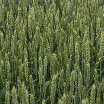 Херсонская 99 / Херсонська 99