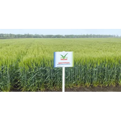 Centurion / Центуріон