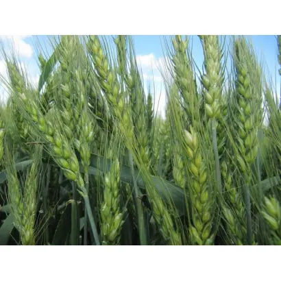 Шестопалівка