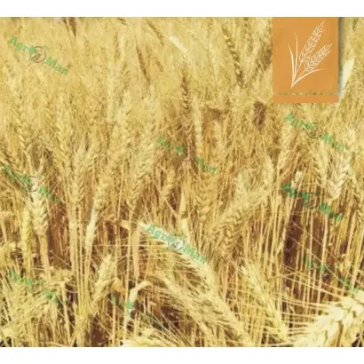 Щедрість одеська