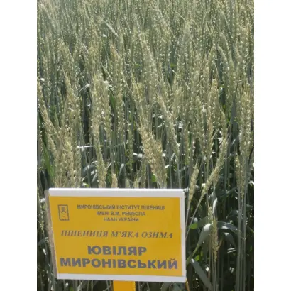 Ювіляр Миронівський