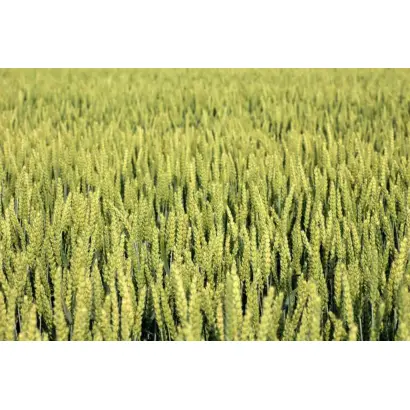 Arktis / Арктіс