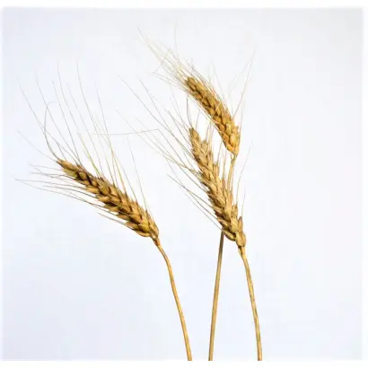 Білоцерківська напівкарликова