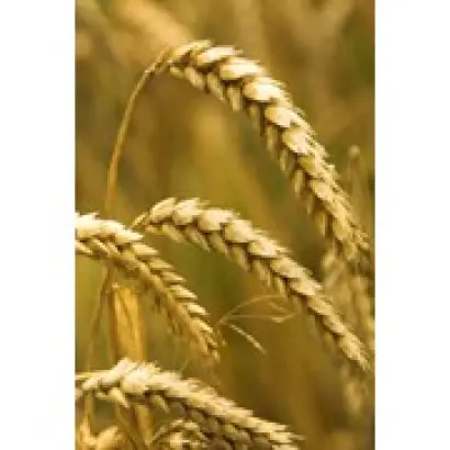 Вінничанка