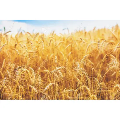 Досконалість одеська