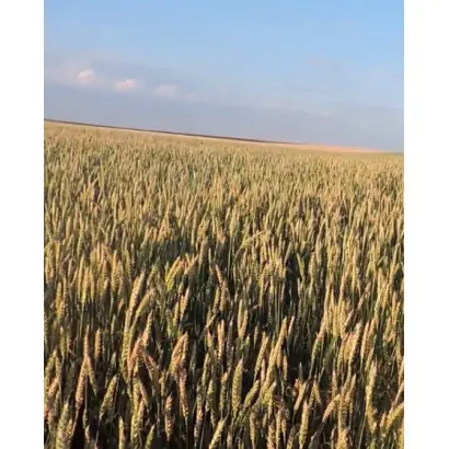 Ера одеська