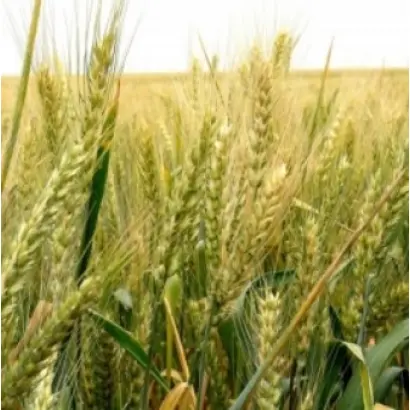 Заграва одеська