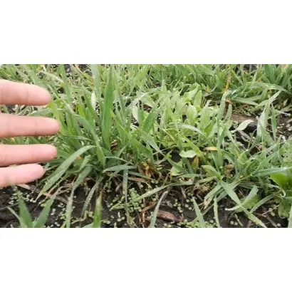 Задумка одеська