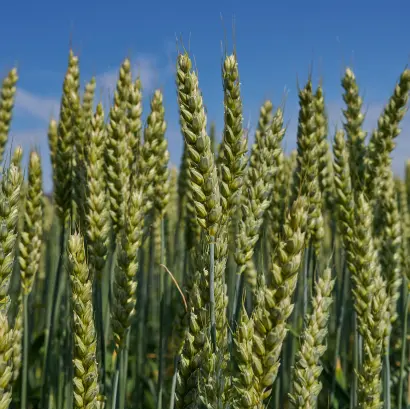 KWS Malibu / КВС Малібу