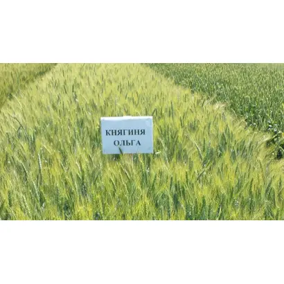 Княгиня Ольга