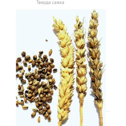 Копилівчанка