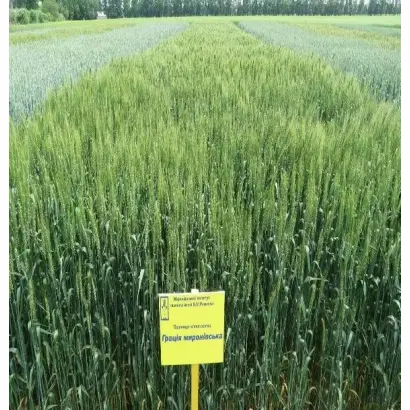 Мироновская 28 / Миронівська 28