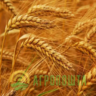 Мироновская 31 / Миронівська 31