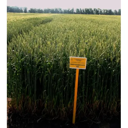 Мироновская п/интен. / Миронівська напівінтенсивна