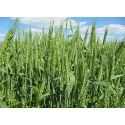 Нота одеська