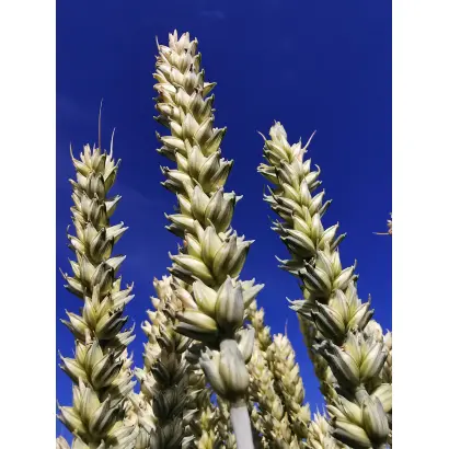 Polarkap / Поларкап