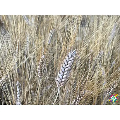 Пріма одеська