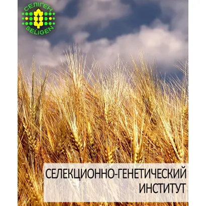 Родзинка одеська