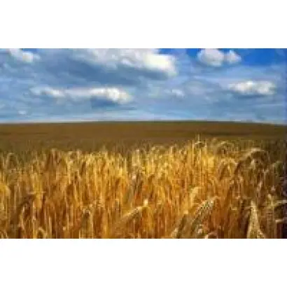 Соната одеська