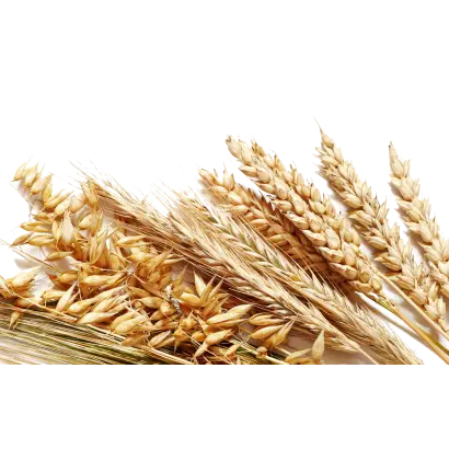 Tata Mata / Тата Мата